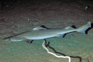 Requin-chagrin mosaïque