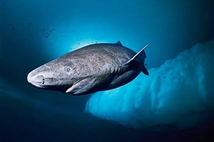 Requin du Groenland