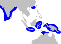 Carcharhinus hemiodon