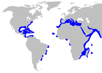 Carcharhinus plumbeus