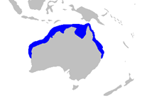 Hemigaleus australiensis