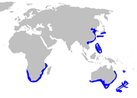 Etmopterus lucifer