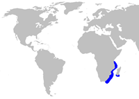 Squatina africana