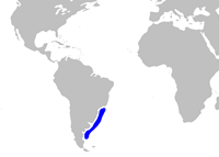 Squatina argentina