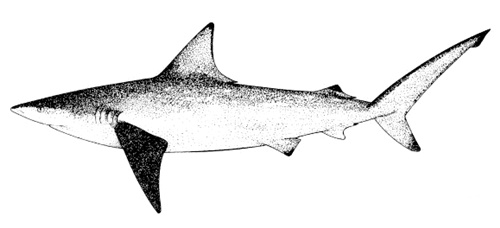 Requin à pointe noire australien 
