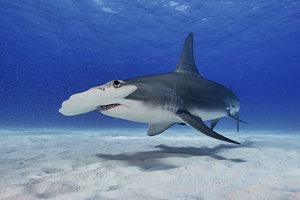 Grand requin-marteau