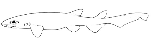 Requin-chat salamandre