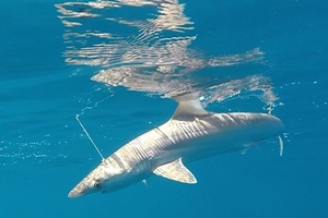 Requin aiguille d'Australie