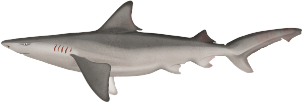 Requin baleinier