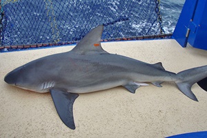 Requin balestrine