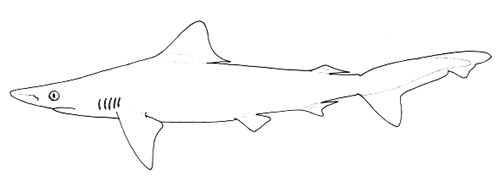 Requin de Bornéo