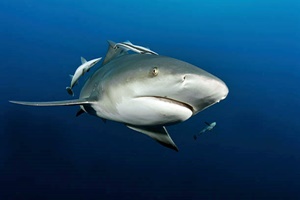 Requin-bouledogue
