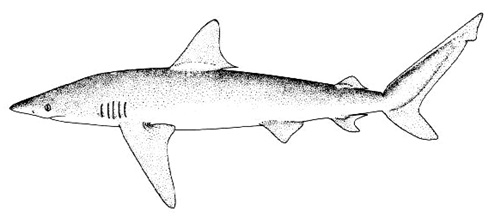 Requin cuivre
