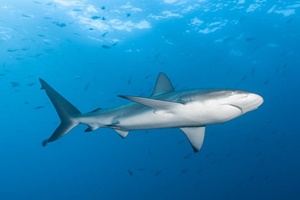 Requin des Galapágos