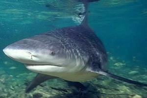 Requin du Gange