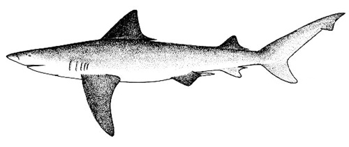 Requin du Gange
