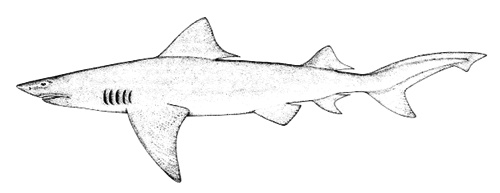 Requin lancette