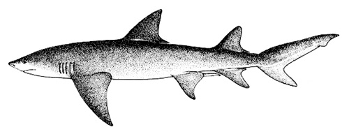 Requin-limon faucille