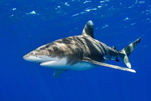 Requin longimane