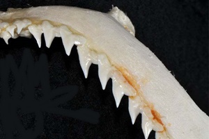 Requin à nez blanc