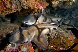 Requin dormeur de Port-Jackson