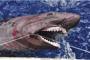Requin noronhai