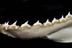 Requin-renard pélagique