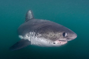 Requin-taupe saumon