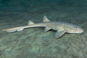 Requin-chabot d'Arabie