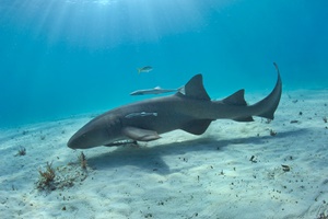 Requin-nourrice atlantique