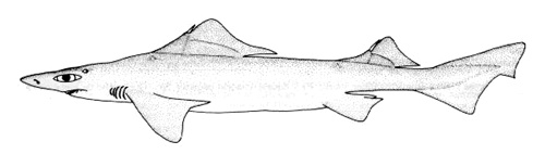 Requin-chagrin à longue dorsale