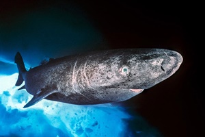 Requin du Groenland