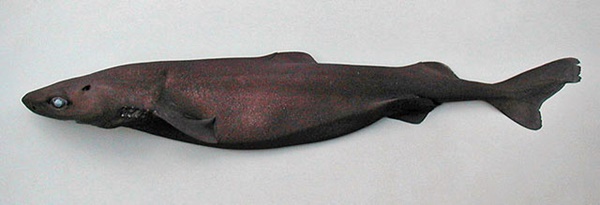 Requin grogneur à queue échancrée