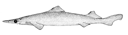 Requin savate à long nez